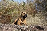 SHAR-PEI 035